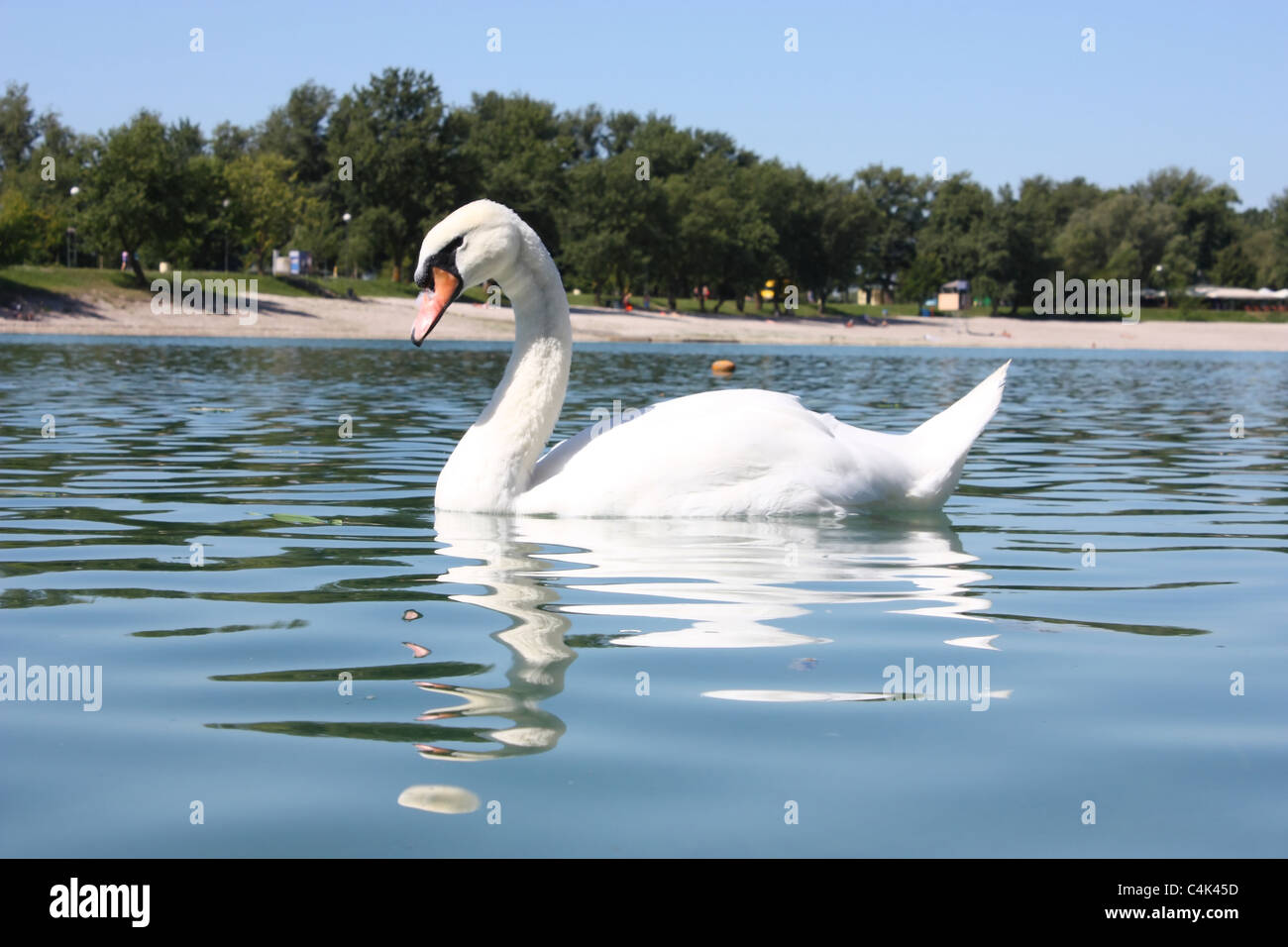 Grande belle swan sur le lac Jarun, Zagreb Banque D'Images