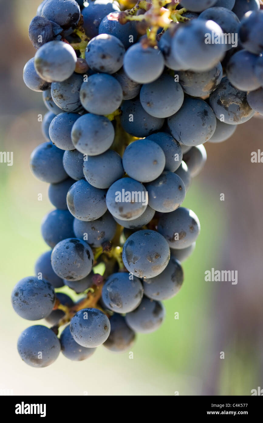 Close-up des raisins au vignoble, Niagara-on-the-Lake, Ontario, Canada Banque D'Images