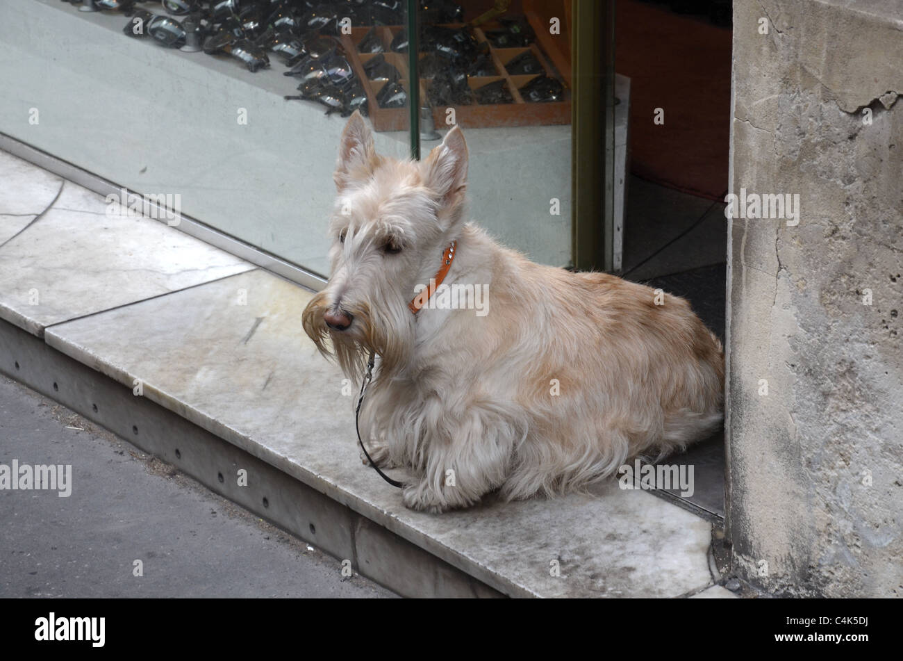 Un terrier écossais regarde le monde passer d'un magasin porte dans le Quartier Latin de Paris. Banque D'Images