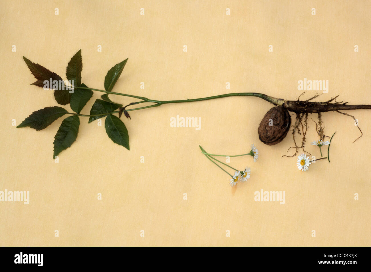 Noyer Juglans regia pousse dont les racines et les jeunes feuilles fraîches sur fond jaune Banque D'Images