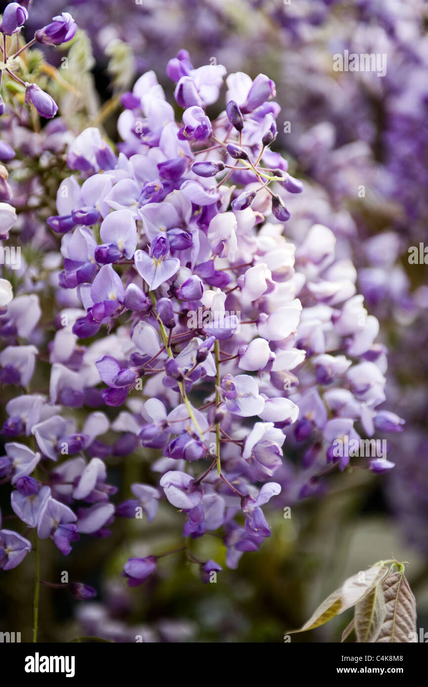 Les fleurs de glycine close up Banque D'Images