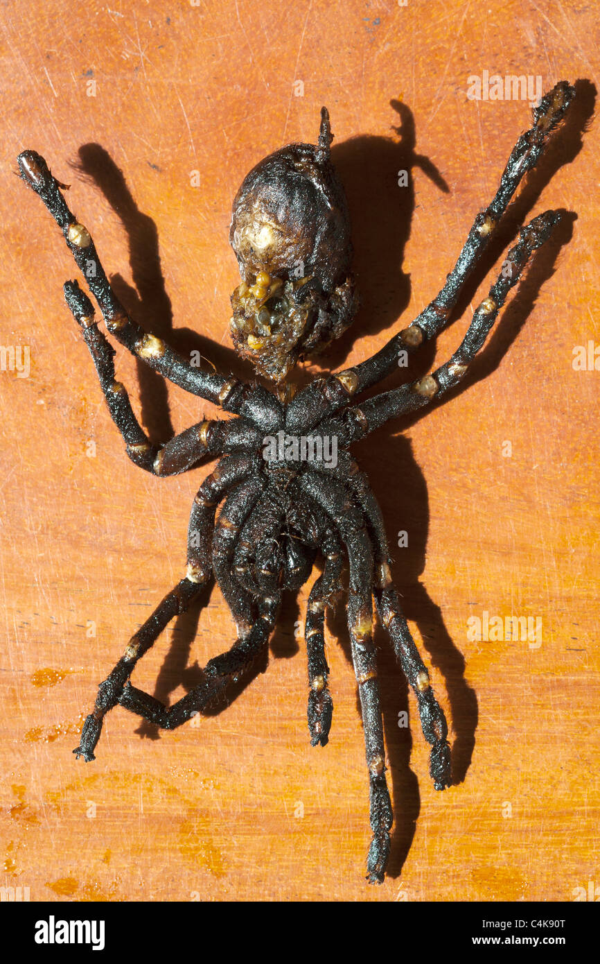 STIR Fried Tarantula Spider comme vendu au marché de la nourriture de rue au Cambodge - un exemple de nourriture étrange ou bizarre mangée autour du monde Banque D'Images