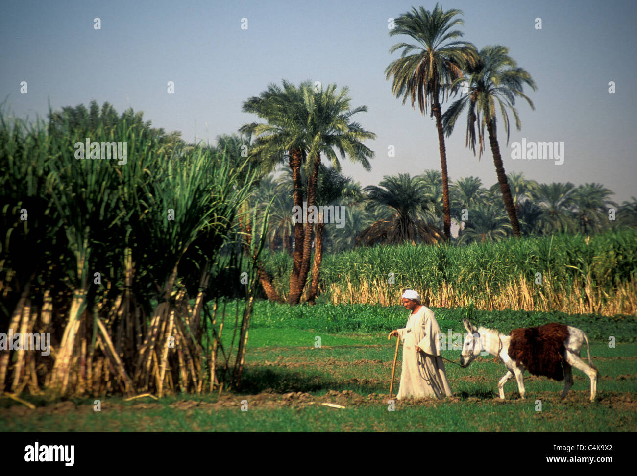 Culture de canne à sucre avec agriculteur et âne en haute-Égypte Banque D'Images