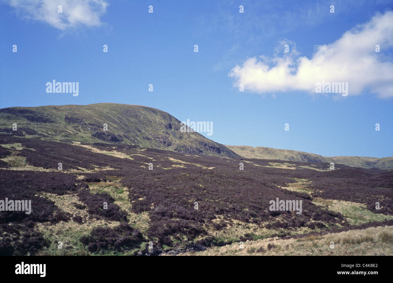 Coombs blanc montagne près de Loch Skeen, Dumfries et Galloway, Écosse, Royaume-Uni prises au printemps Banque D'Images
