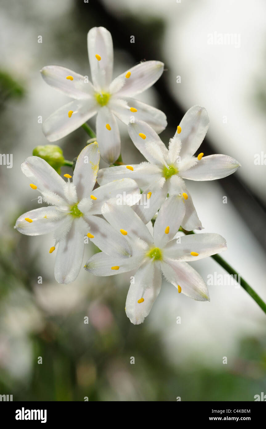 Kerry lily (Simethis planifolia) Banque D'Images