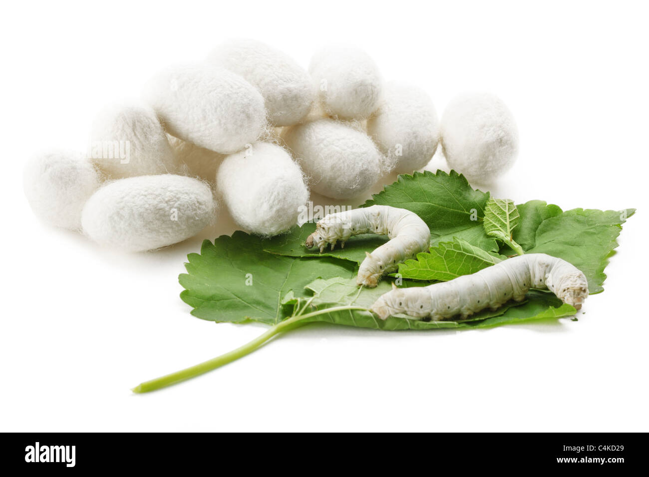 Les cocons de soie avec Silkworm sur feuille de mûrier vert Banque D'Images