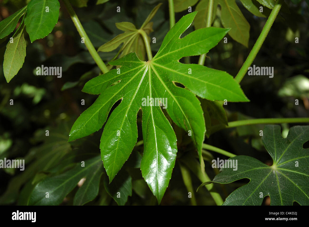 Le Fatsia japonica, ou Japonais aralia est un arbuste tropical originaire du Japon. Banque D'Images