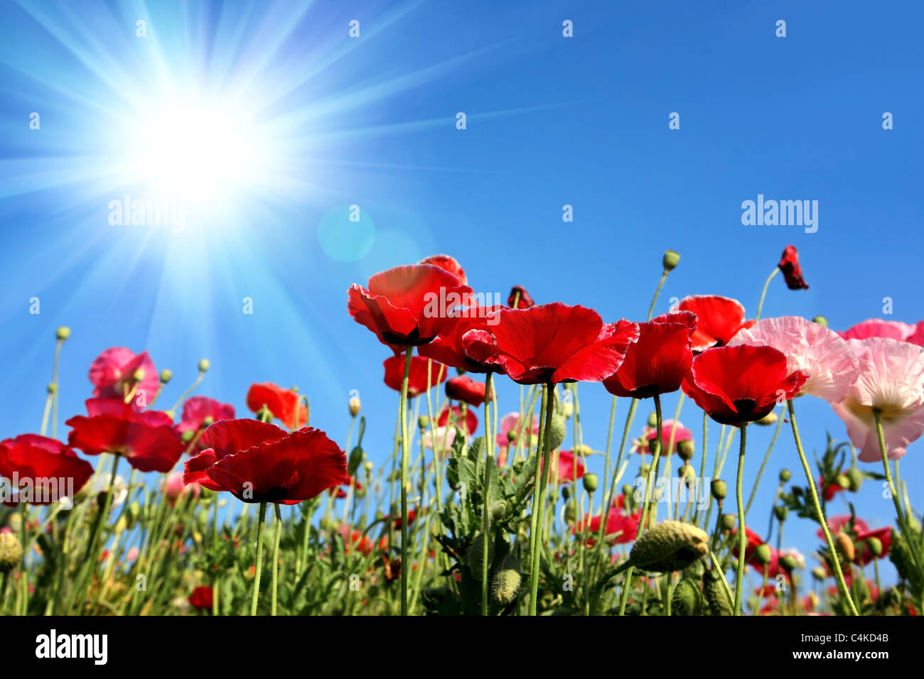 Beau champ de maïs poppies Banque D'Images