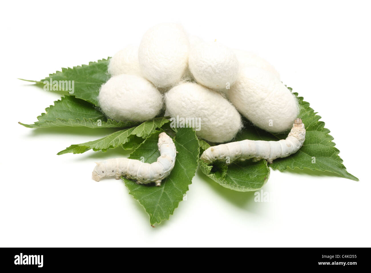 Les cocons de soie avec des vers à soie sur des feuilles de mûrier vert.isolé sur blanc. Banque D'Images