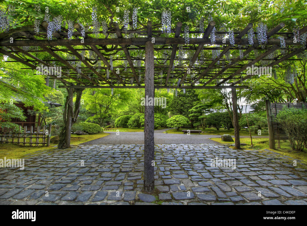 Fleurs de glycines en fleurs sur pergola au jardin japonais de Portland Stone Path Banque D'Images