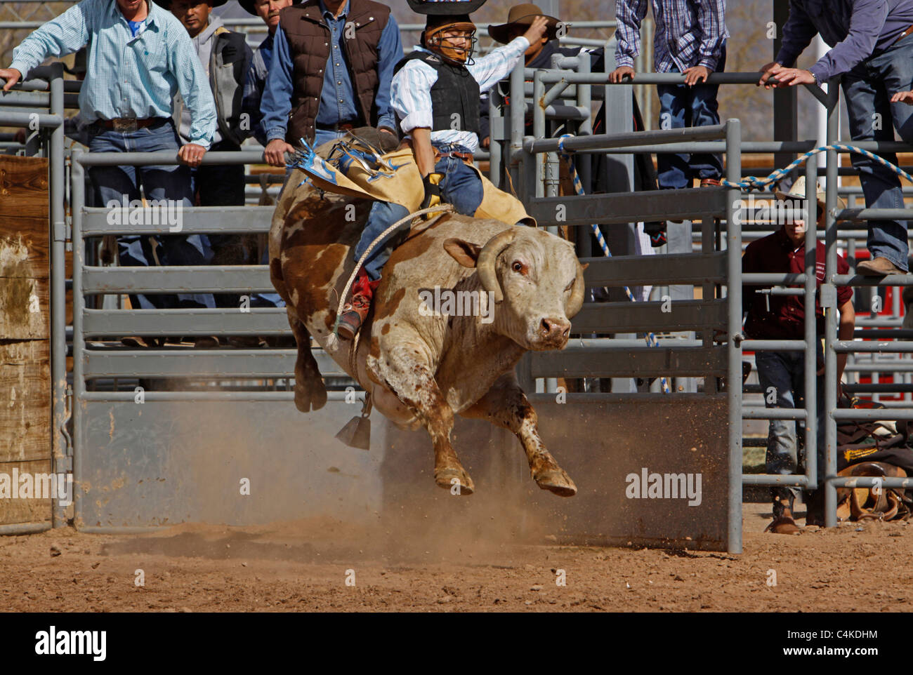 Jeune taureau rider dans un rodéo de l'Arizona à Phoenix, Arizona Banque D'Images