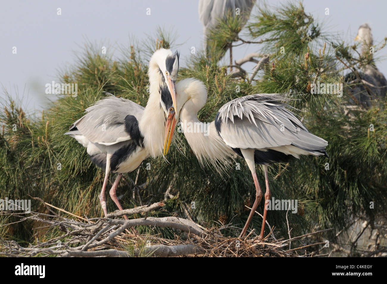 Héron cendré Ardea cinerea adultes affichant au nid photographié dans la Camargue, France Banque D'Images