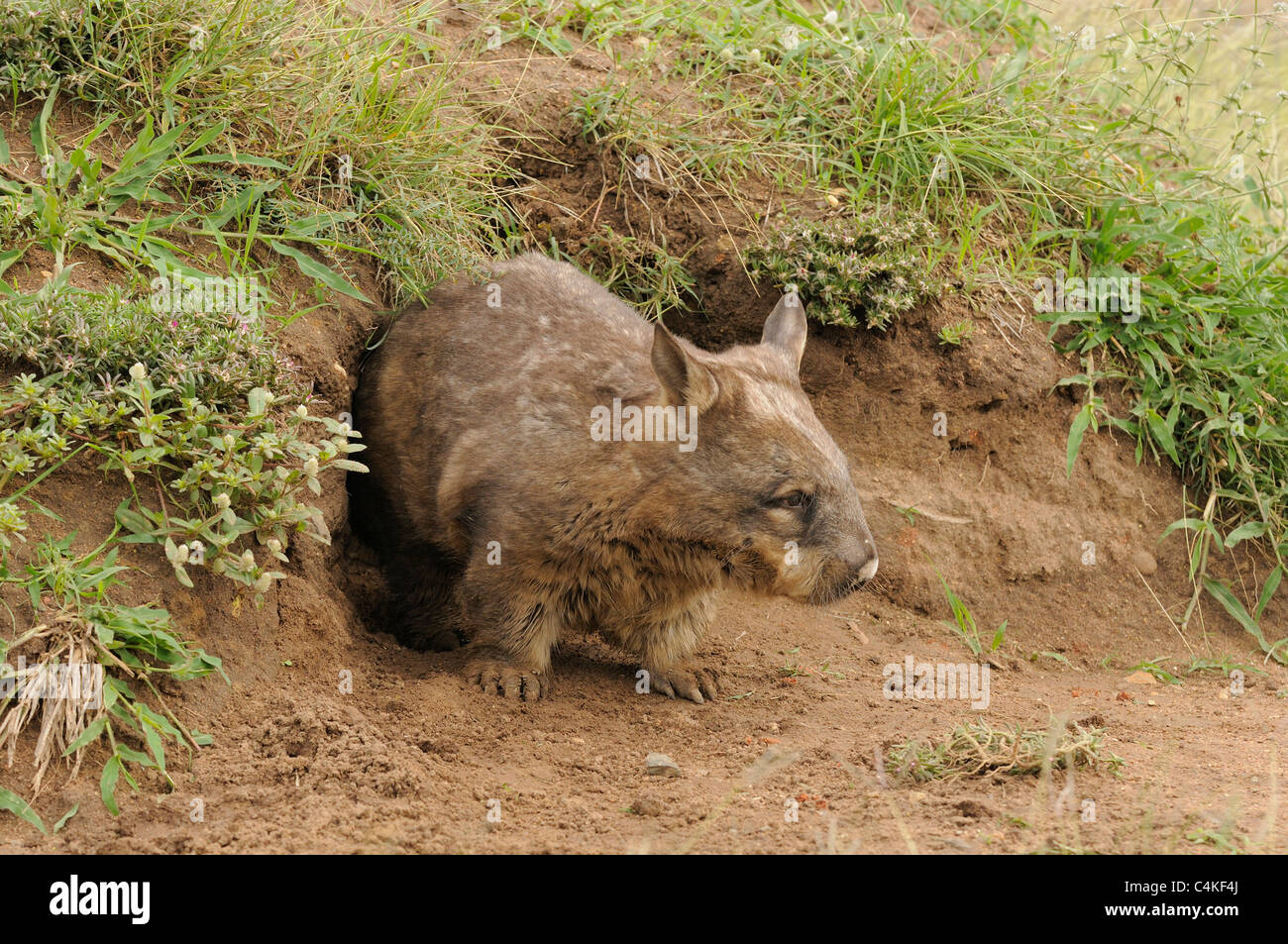 À nez poilu du sud Wombat Lasiorhinus latifrons adulte à l'entrée de terrier. En captivité. Photographié dans le Queensland, Australie Banque D'Images