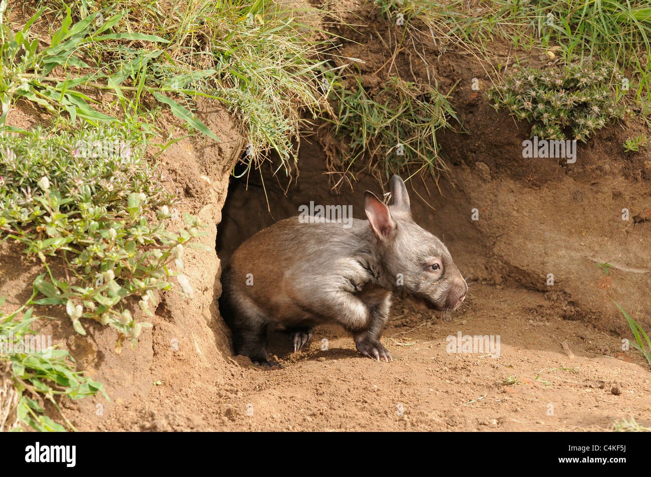 À nez poilu du sud Wombat Lasiorhinus latifrons mineur à l'entrée des terriers . En captivité. Photographié dans le Queensland, Australie Banque D'Images