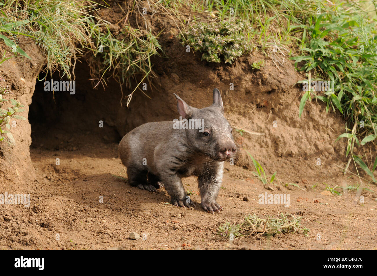 À nez poilu du sud Wombat Lasiorhinus latifrons Juvenile à burrow entrée. En captivité. Photographié dans le Queensland, Australie Banque D'Images