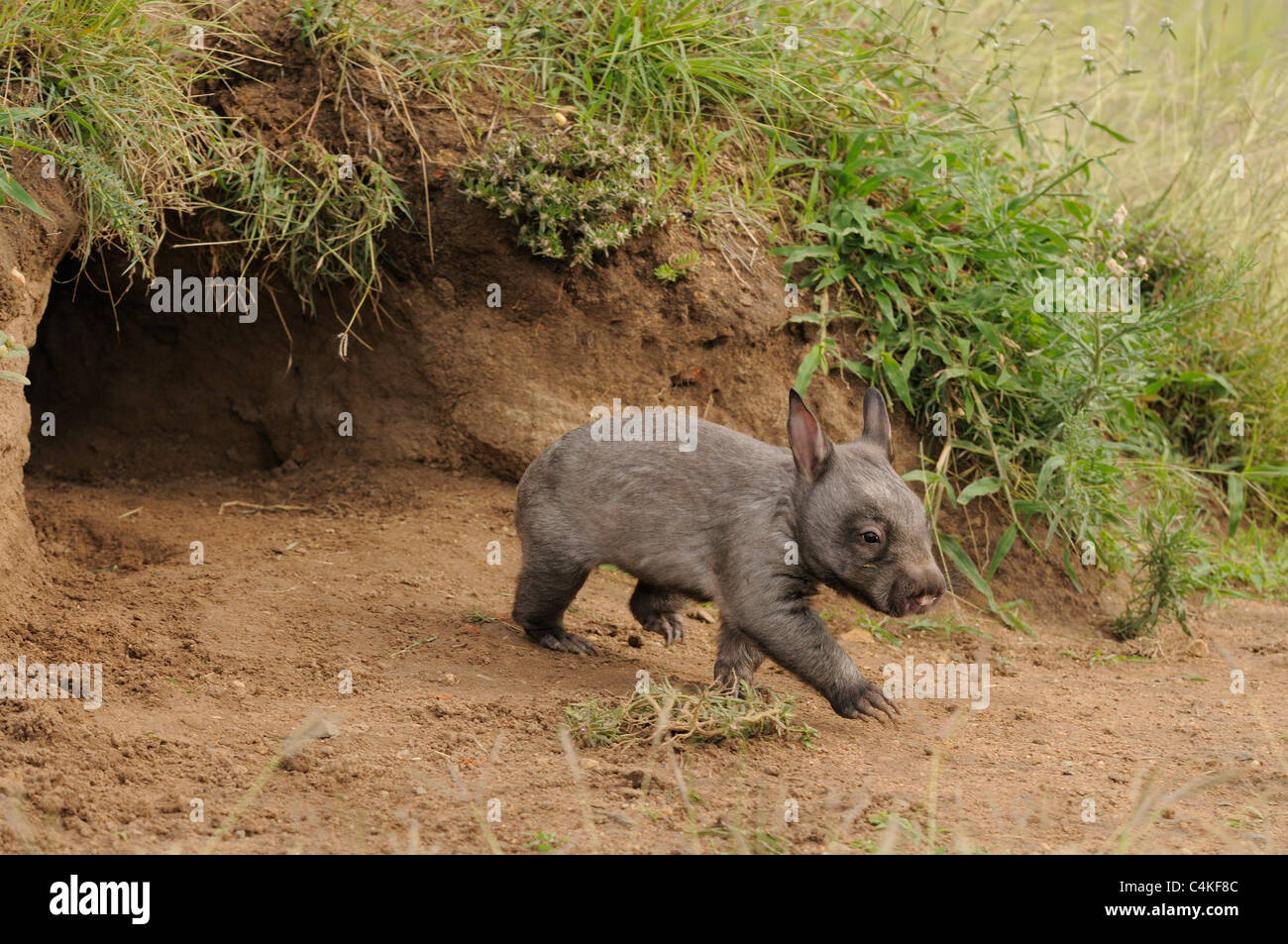 À nez poilu du sud Wombat Lasiorhinus latifrons mineur à l'entrée des terriers . En captivité. Photographié dans le Queensland, Australie Banque D'Images