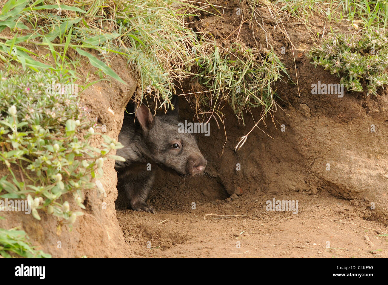 À nez poilu du sud Wombat Lasiorhinus latifrons Juvenile à burrow entrée. En captivité. Photographié dans le Queensland, Australie Banque D'Images