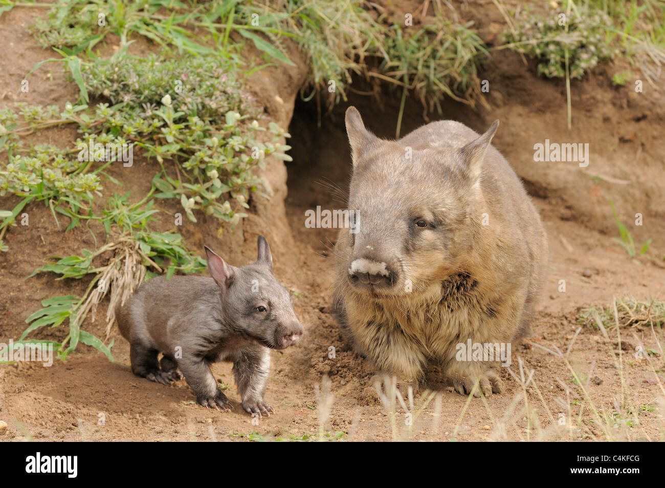 À nez poilu du sud Wombat Lasiorhinus latifrons. La mère et les jeunes à l'entrée du terrier. Photographié en captivité dans le Queensland, Australie Banque D'Images