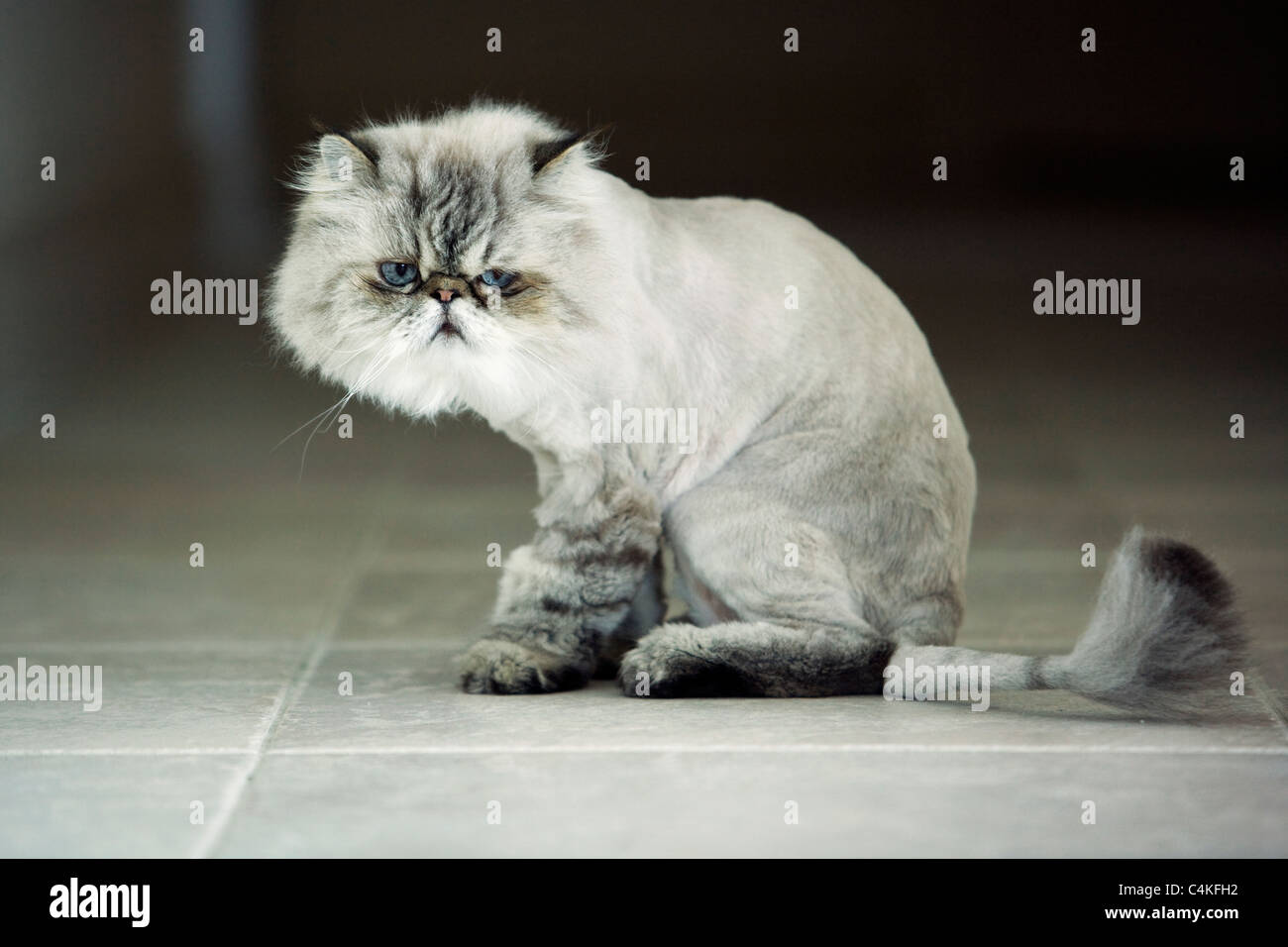 Himalayan Cat - Floride, États-Unis Banque D'Images