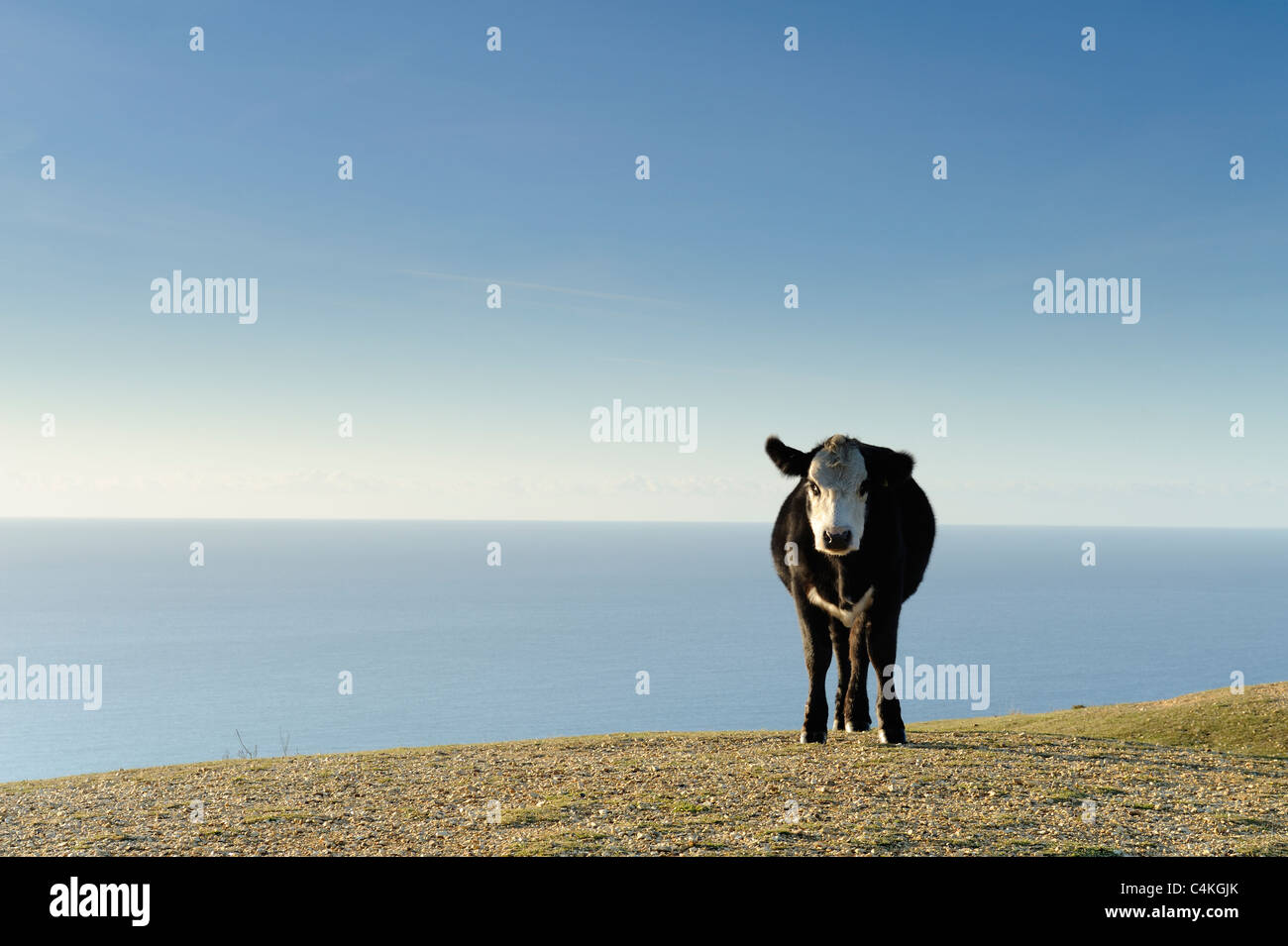 Une vache se tenait sur une colline avec vue sur la mer sur la côte du Dorset. Banque D'Images