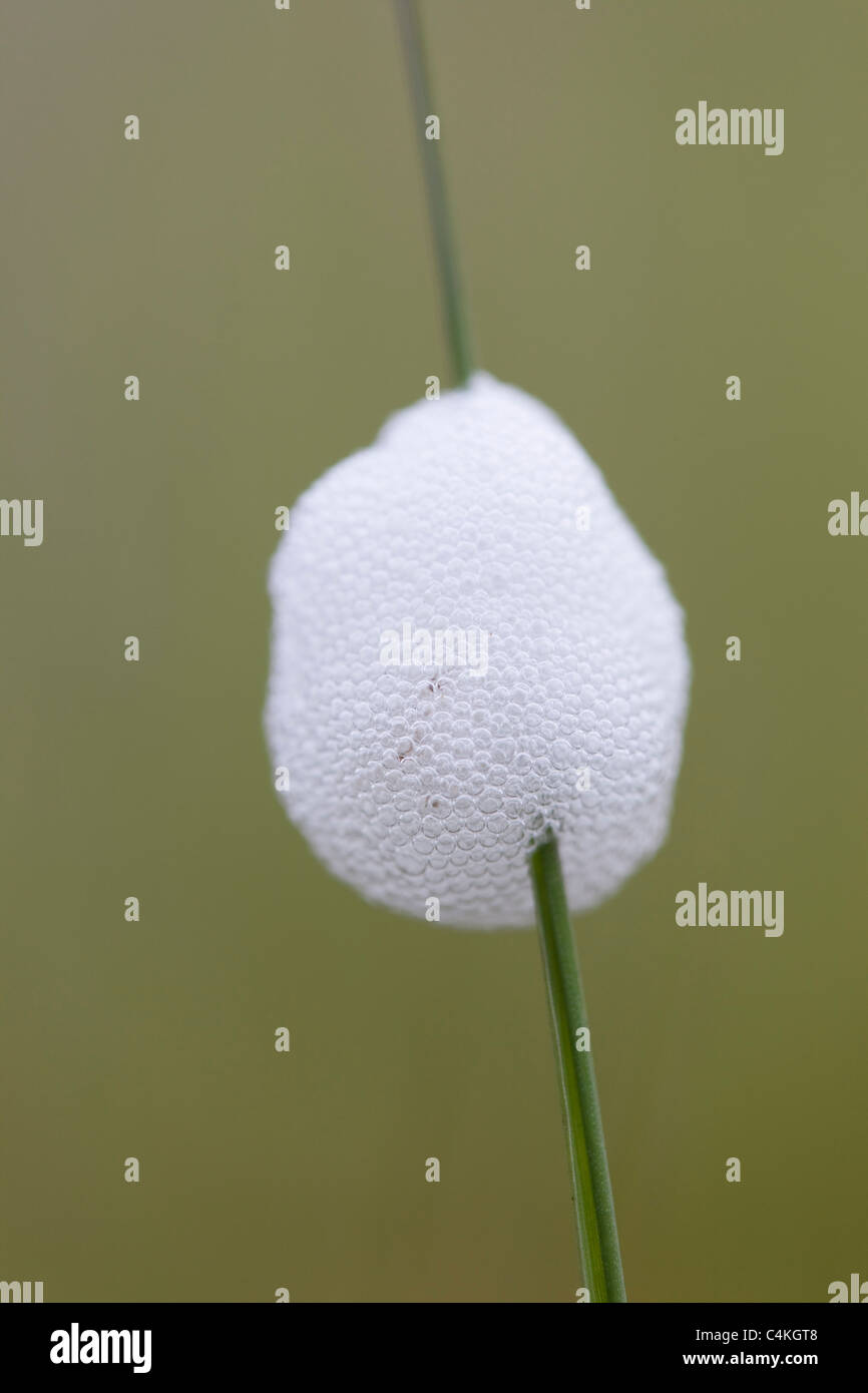 Cuckoo Spit ou Froghopper ; Philaenus spumarius ; entourant le stade de nymphe Banque D'Images