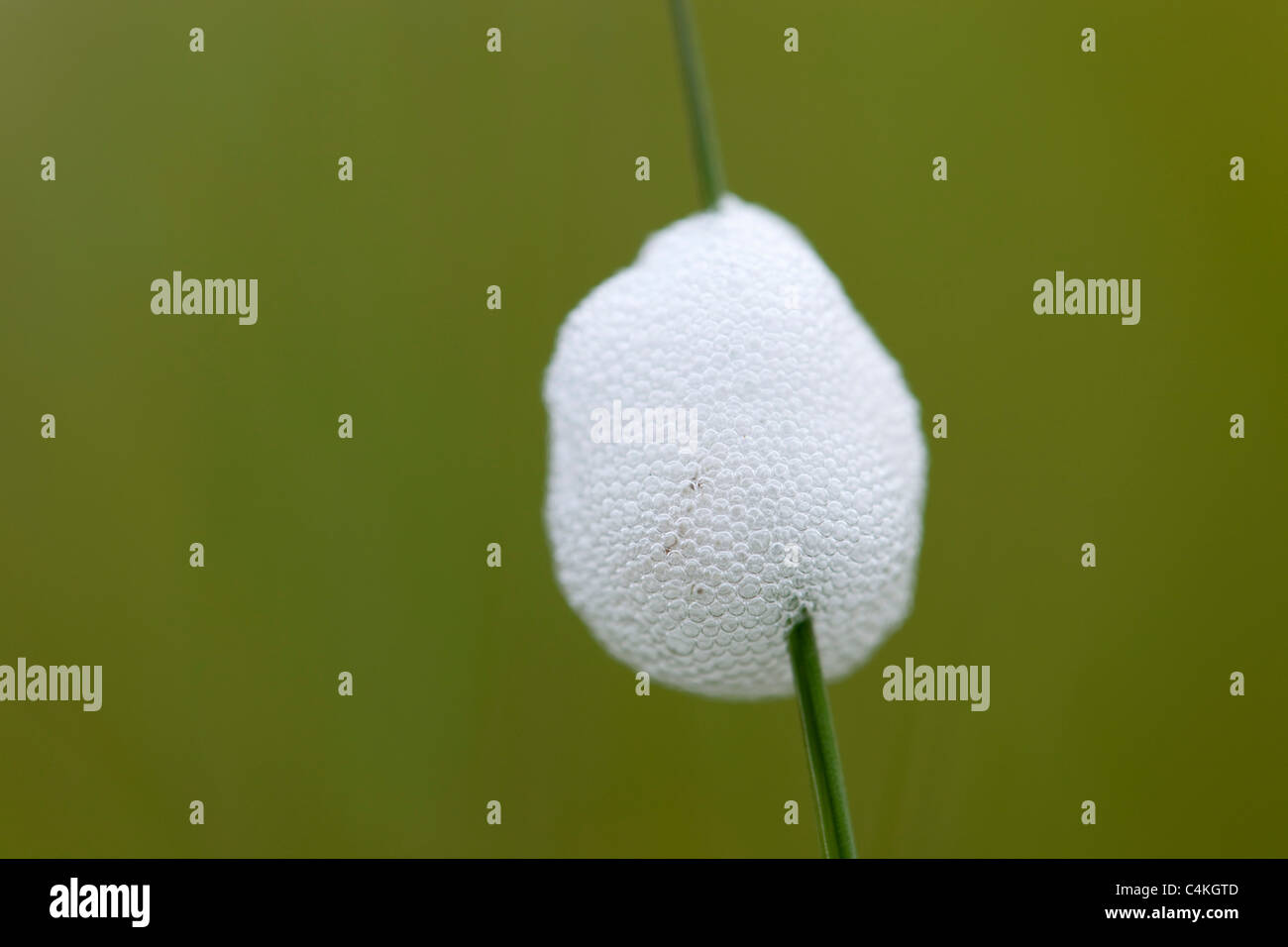 Cuckoo Spit ou Froghopper ; Philaenus spumarius ; entourant le stade de nymphe Banque D'Images