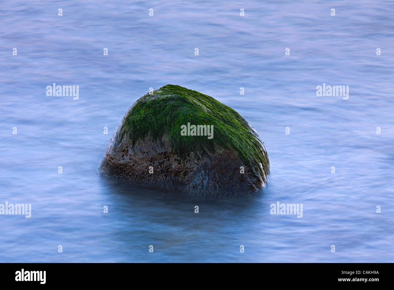 Rock-Seabeard / mauvaises herbes (Cladophora rupestris) croissant sur la roche dans les eaux à marée, Allemagne Banque D'Images