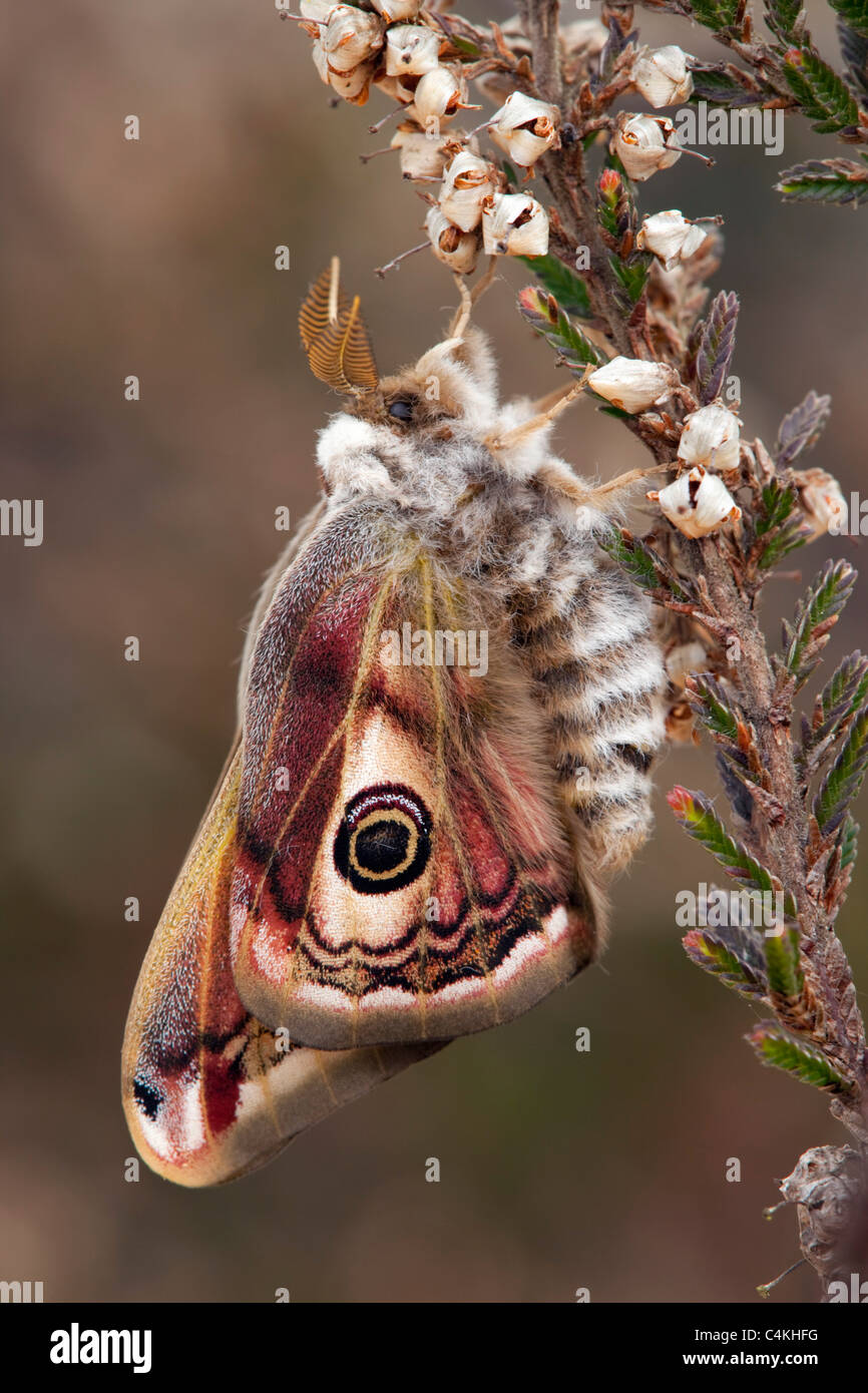 Papillon empereur ; Saturnia pavonia ; hommes nouveaux Banque D'Images