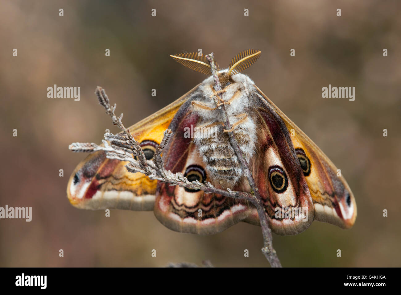 Papillon empereur ; Saturnia pavonia, mâle Banque D'Images