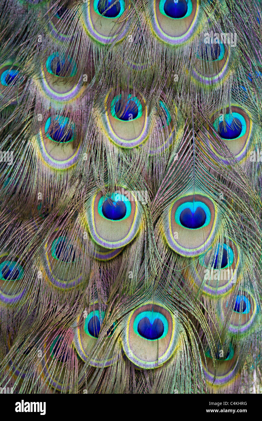 Les plumes de queue de paon. Banque D'Images
