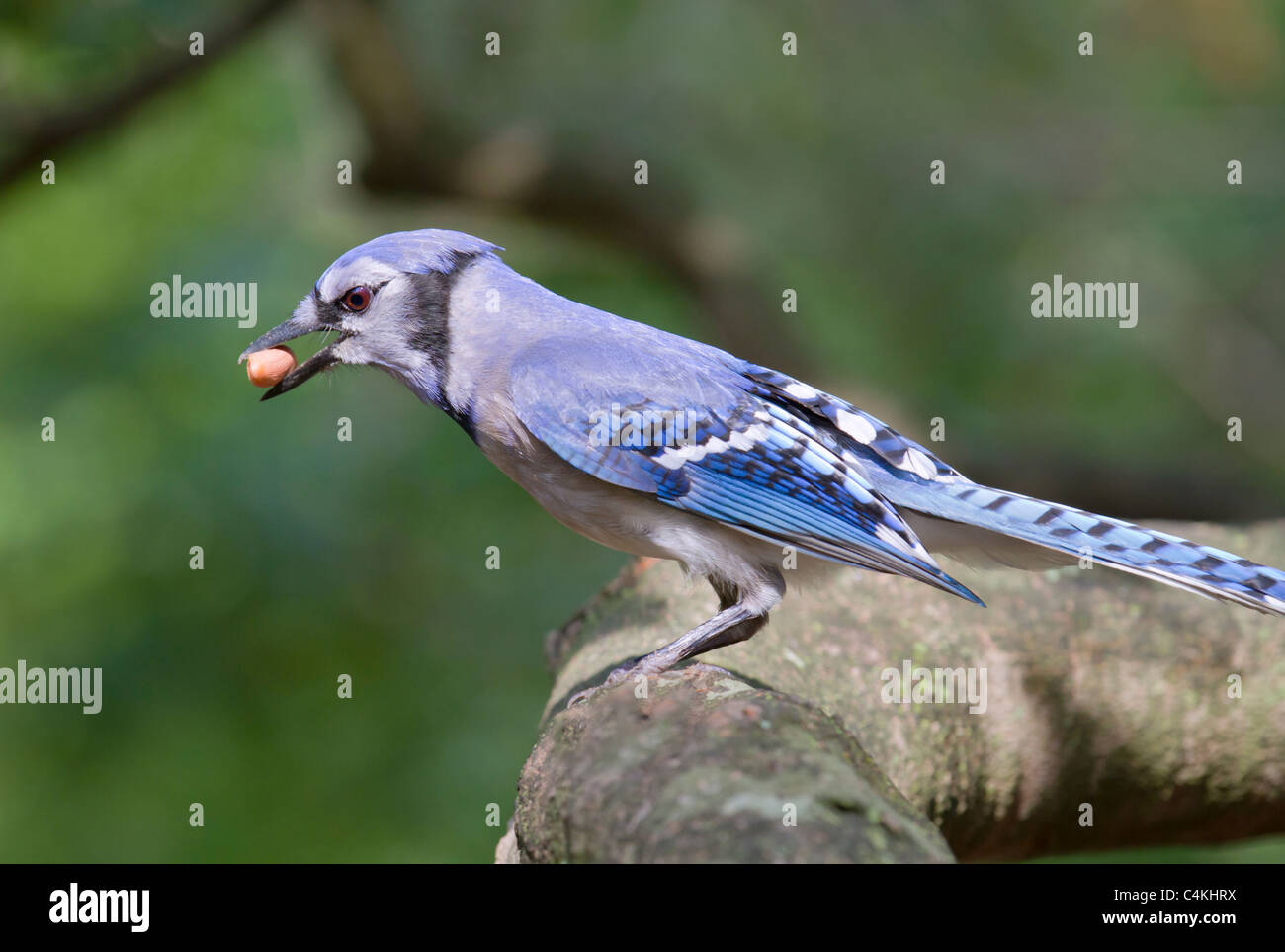 Le geai bleu (Cyanocitta cristata) avec un écrou. Banque D'Images