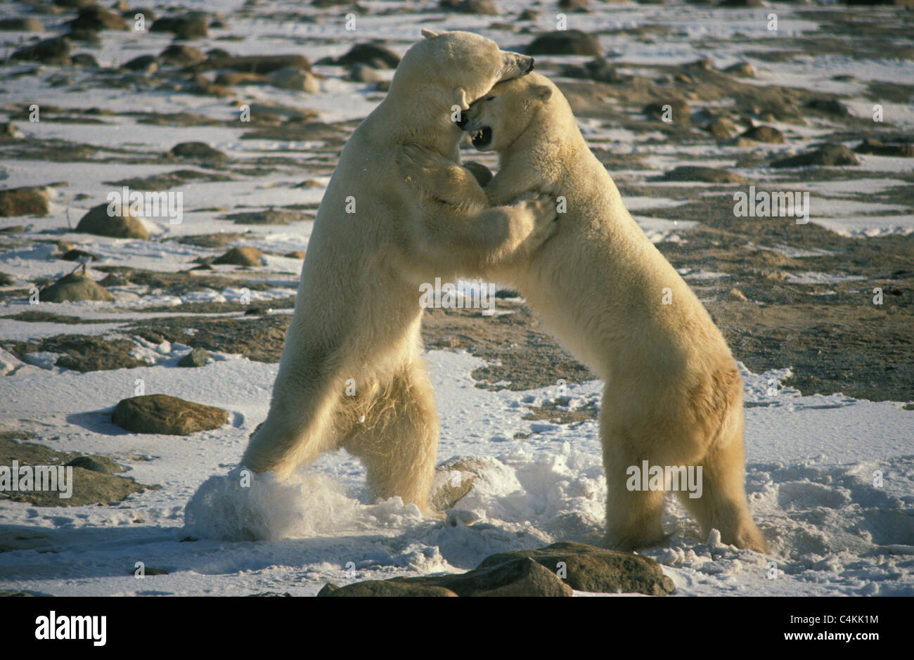L'ours polaire (Ursus maritimus) deux jeunes adultes jouent-combats dans la neige Banque D'Images