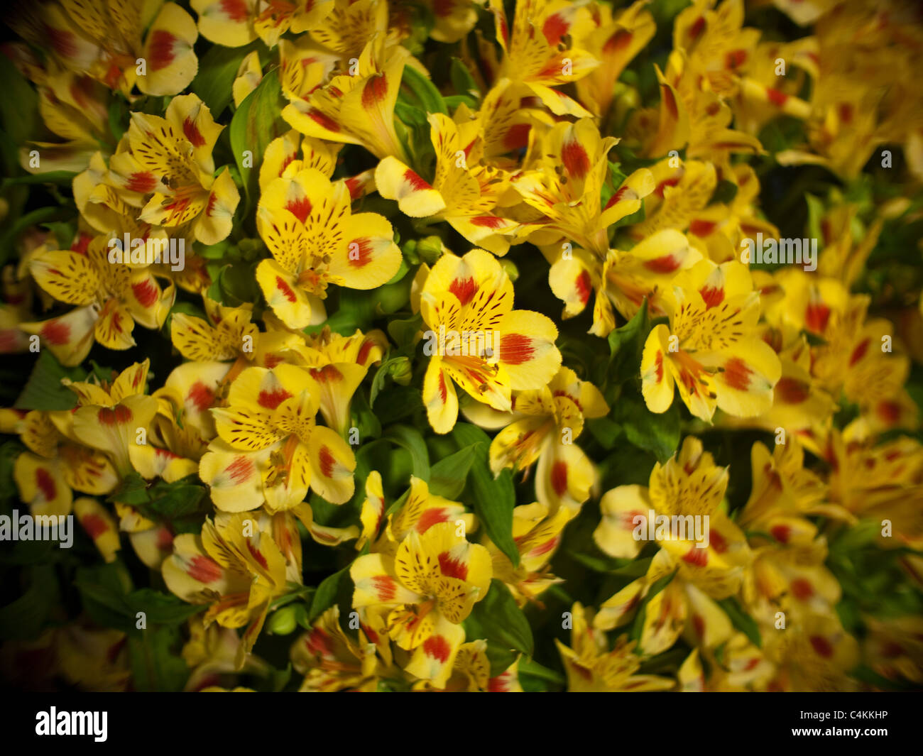 Affichage floral à l'Ecosse de jardinage Afficher Banque D'Images