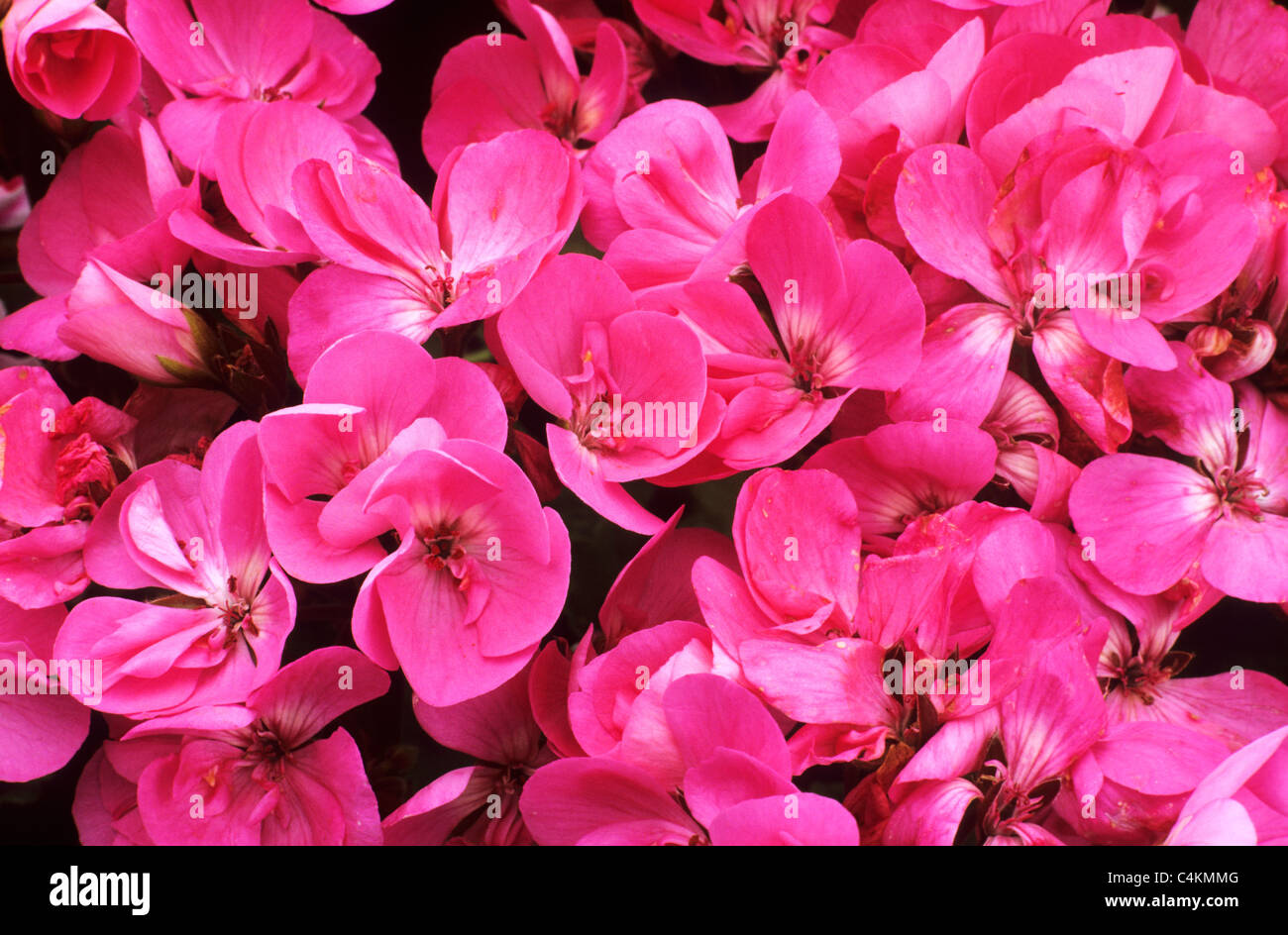 Pelargonium 'Rose Bonbon' geranium géranium pélargonium rose rouge fleur fleurs jardin plantes Banque D'Images