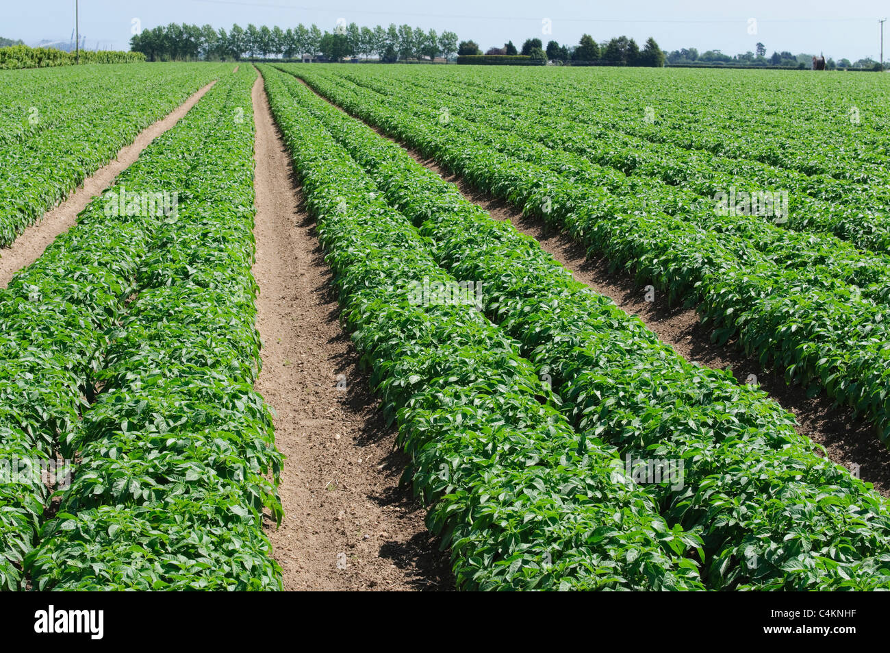 Champ de pommes de terre le Suffolk Angleterre UK Banque D'Images