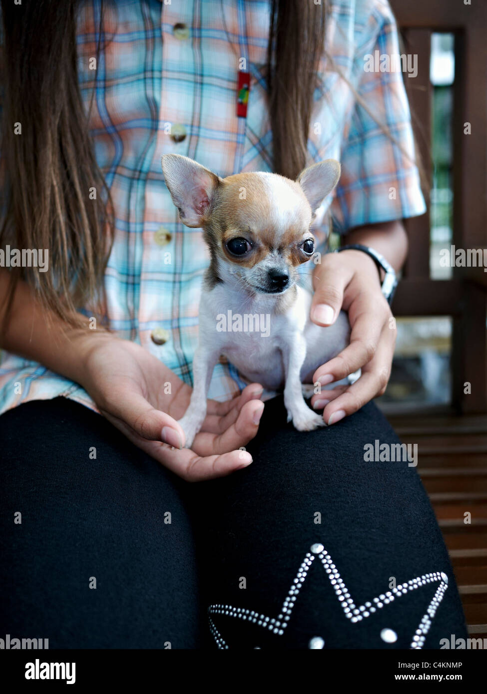 3 mois Chihuahua toy dog Photo Stock - Alamy