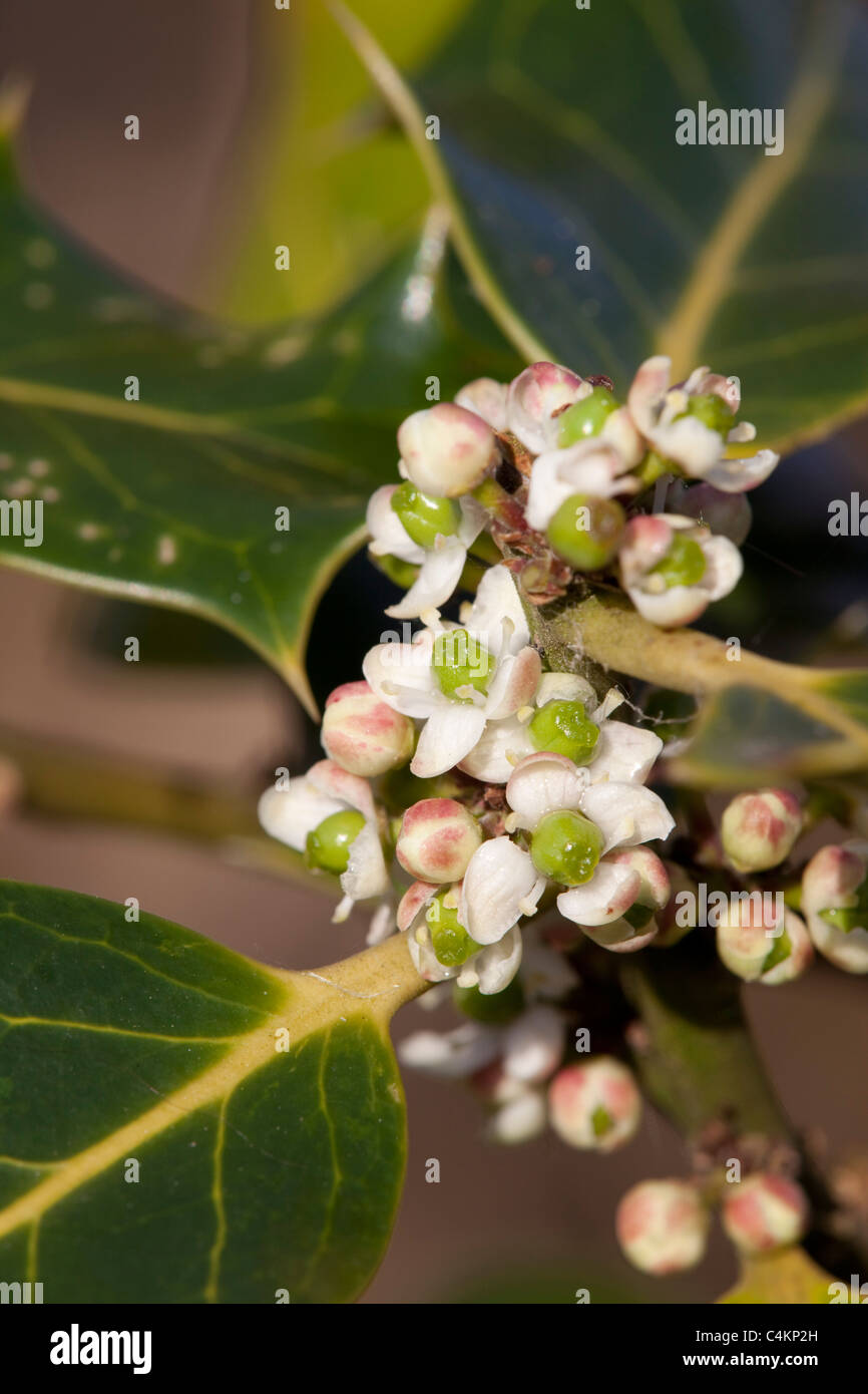 Holly Ilex aquifolium ; fleurs ; Banque D'Images