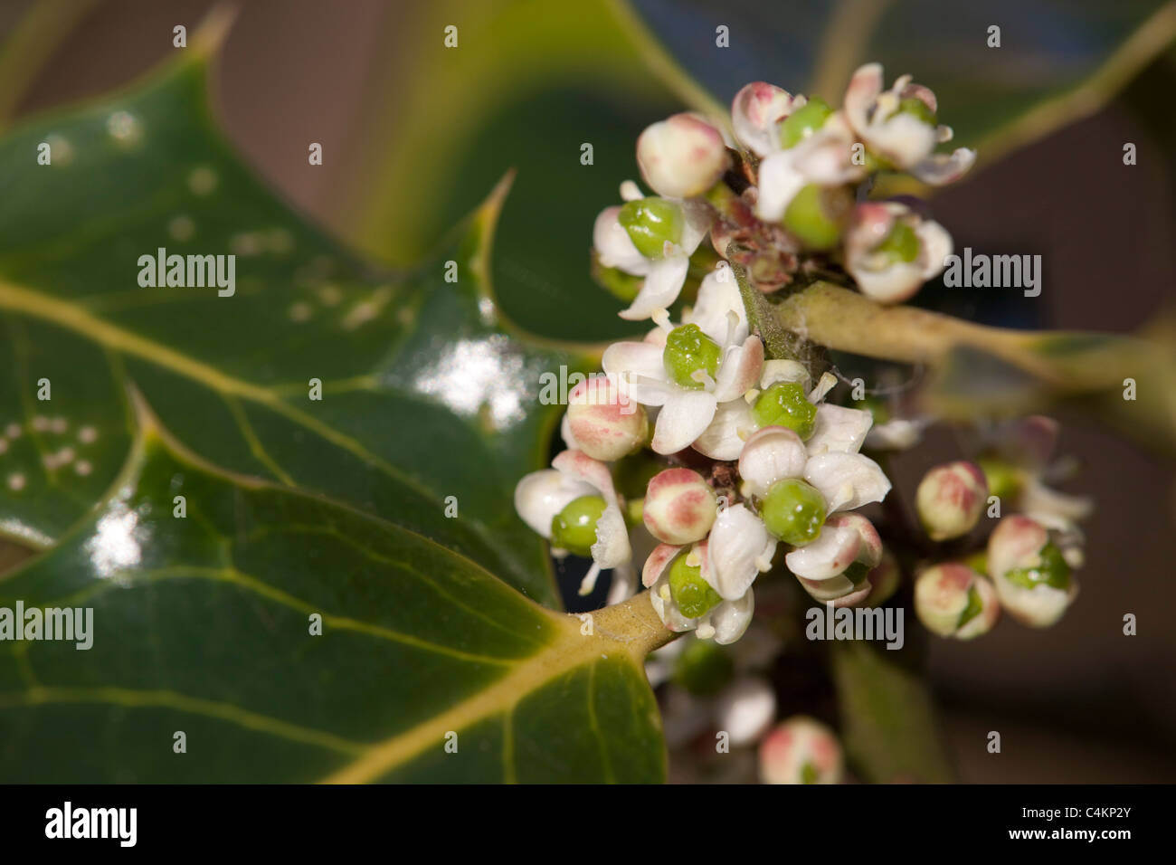 Holly Ilex aquifolium ; fleurs ; Banque D'Images