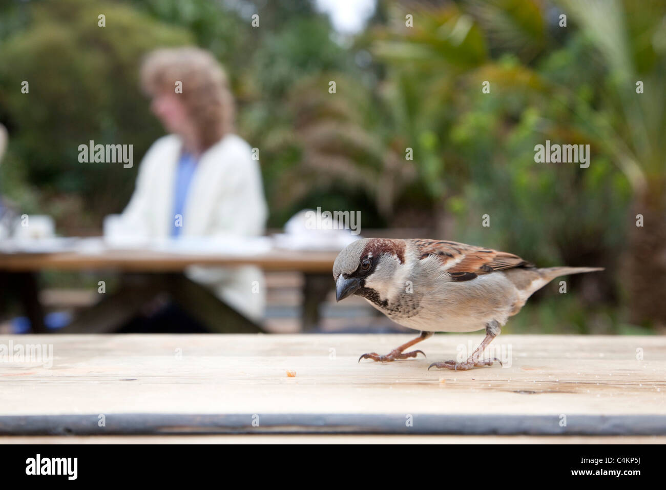 Moineau domestique ; Paser domesticus ; sur Trebah Garden Cafe table Banque D'Images