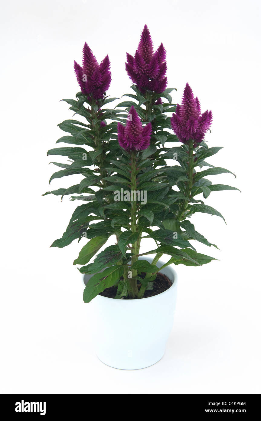 Empanaché Cockscomb (Celosia argentea). Plante en pot à fleurs pourpres. Studio photo sur un fond blanc. Banque D'Images