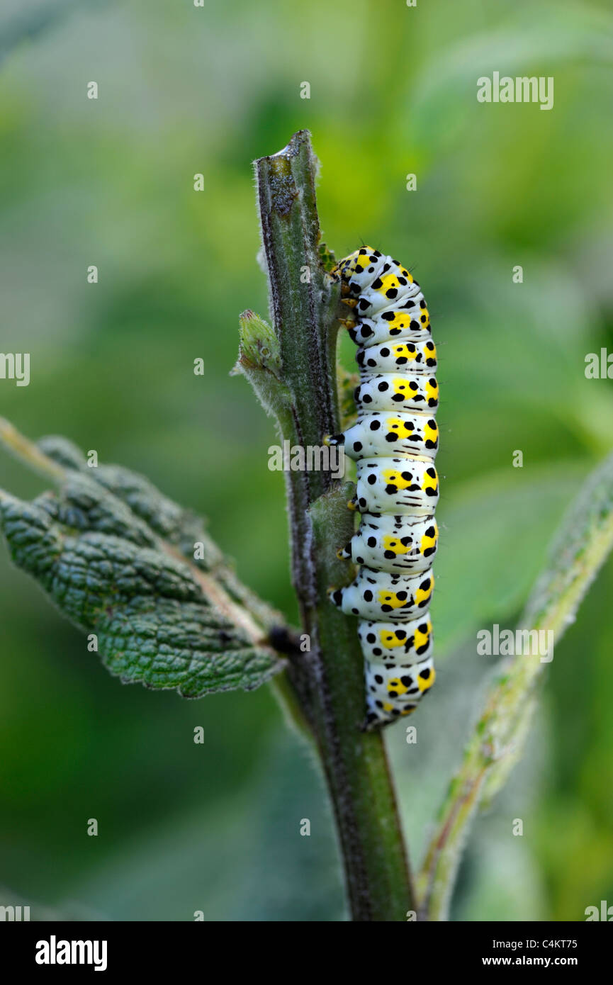 Mullein Moth Caterpillar (Shargacucullia verbasci) Banque D'Images