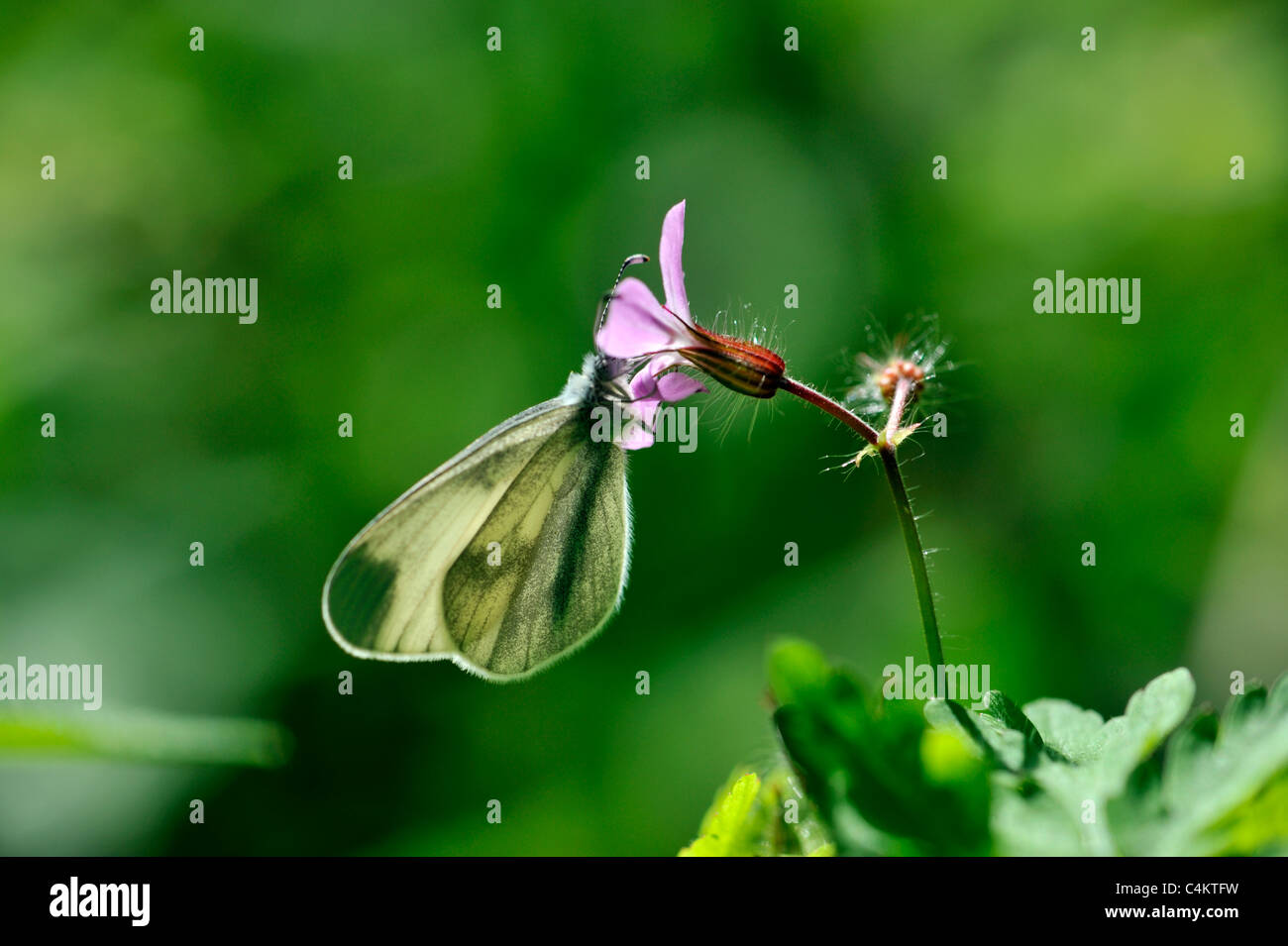 Papillon blanc en bois (Leptidea sinapsis) Banque D'Images