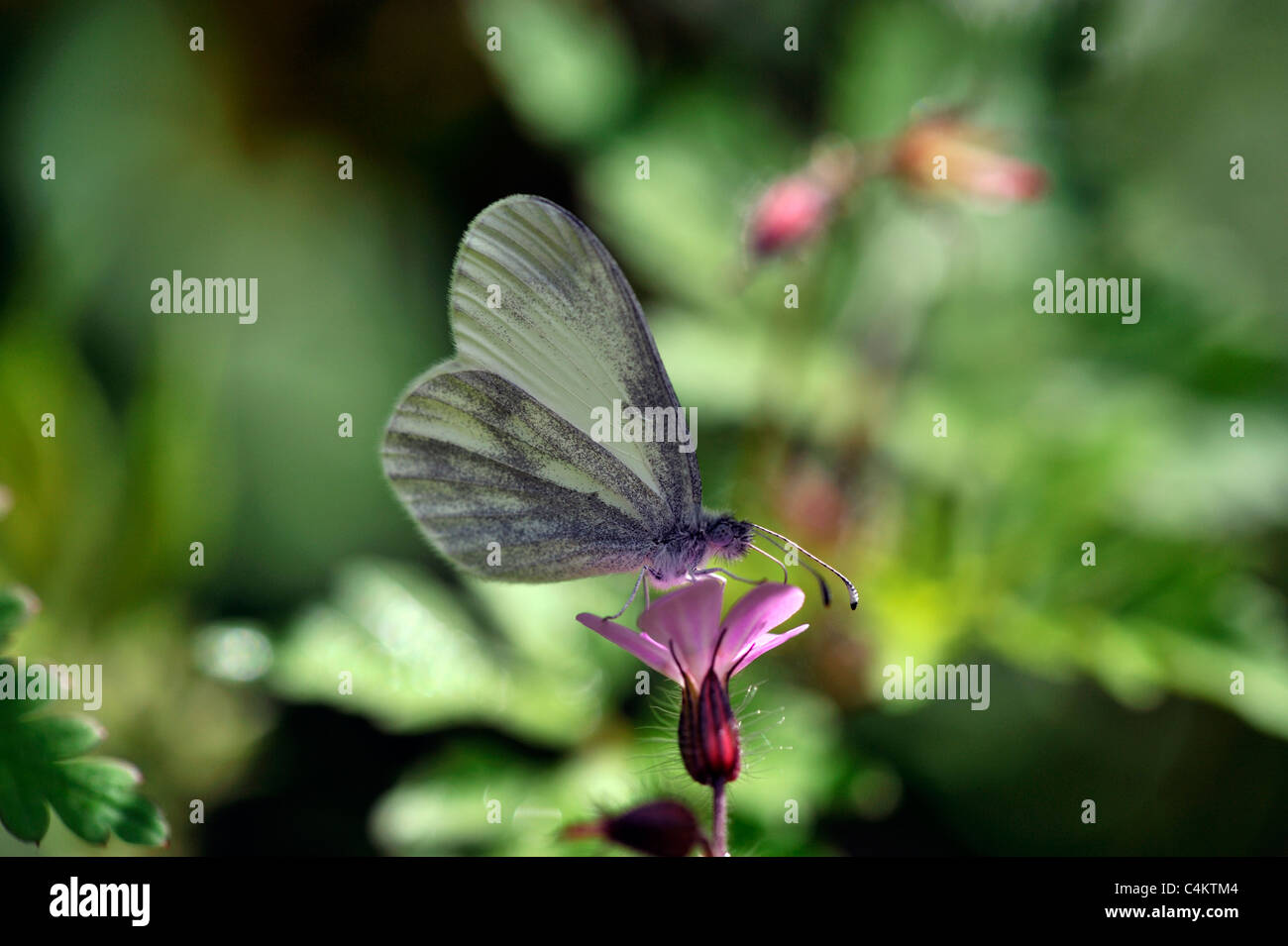 Papillon blanc en bois (Leptidea sinapsis) Banque D'Images