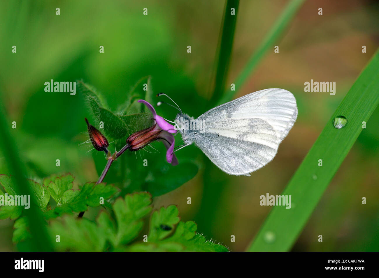 Papillon blanc en bois (Leptidea sinapsis) Banque D'Images