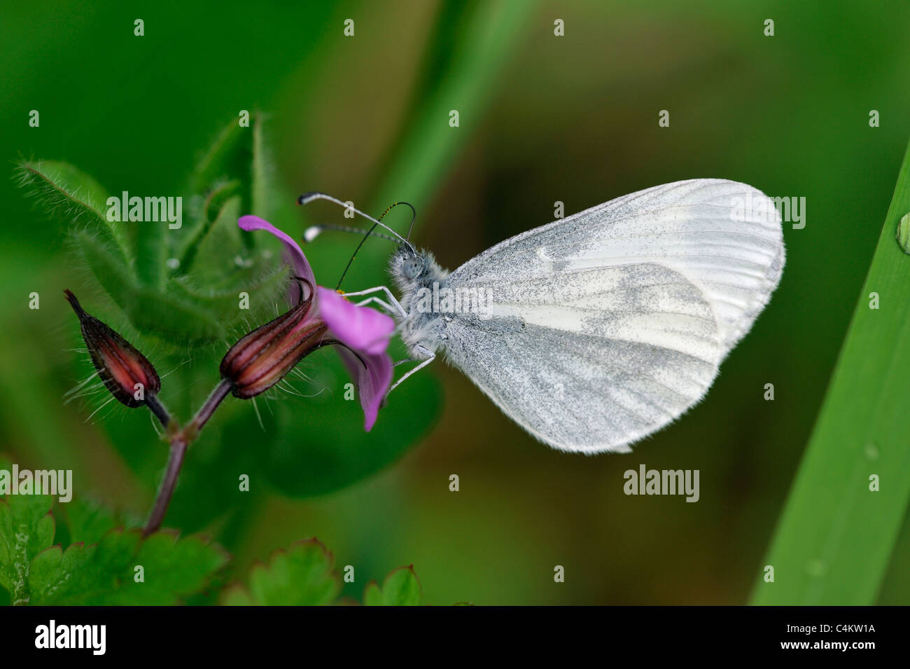 Papillon blanc en bois (Leptidea sinapsis) Banque D'Images