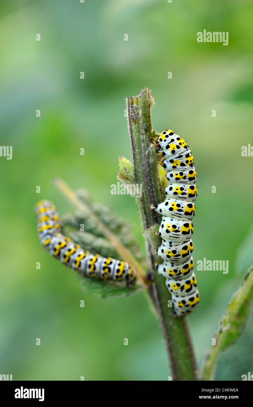 Mullein Moth Caterpillar (Shargacucullia verbasci) Banque D'Images