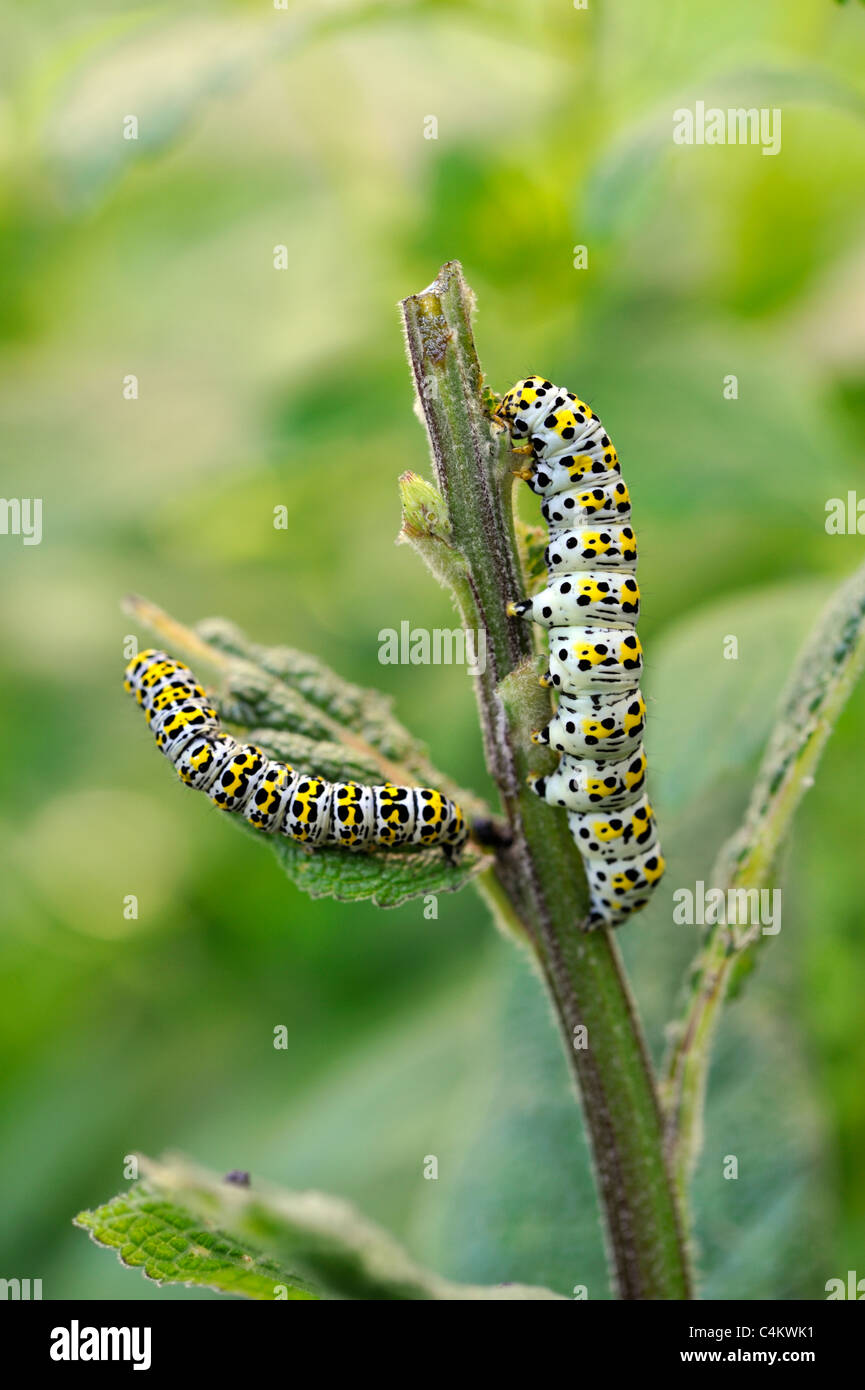 Mullein Moth Caterpillar (Shargacucullia verbasci) Banque D'Images