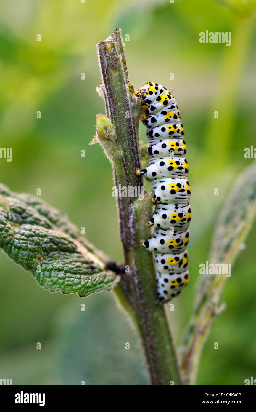 Mullein Moth Caterpillar (Shargacucullia verbasci) Banque D'Images