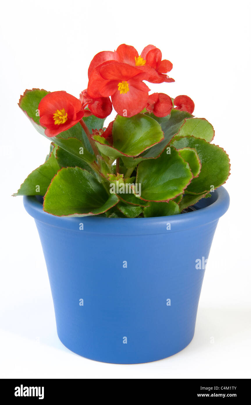 Wax Begonia, wax-feuille bégonia (Begonia x semperfloren-cultorum), plante en pot à fleurs rouges. Banque D'Images