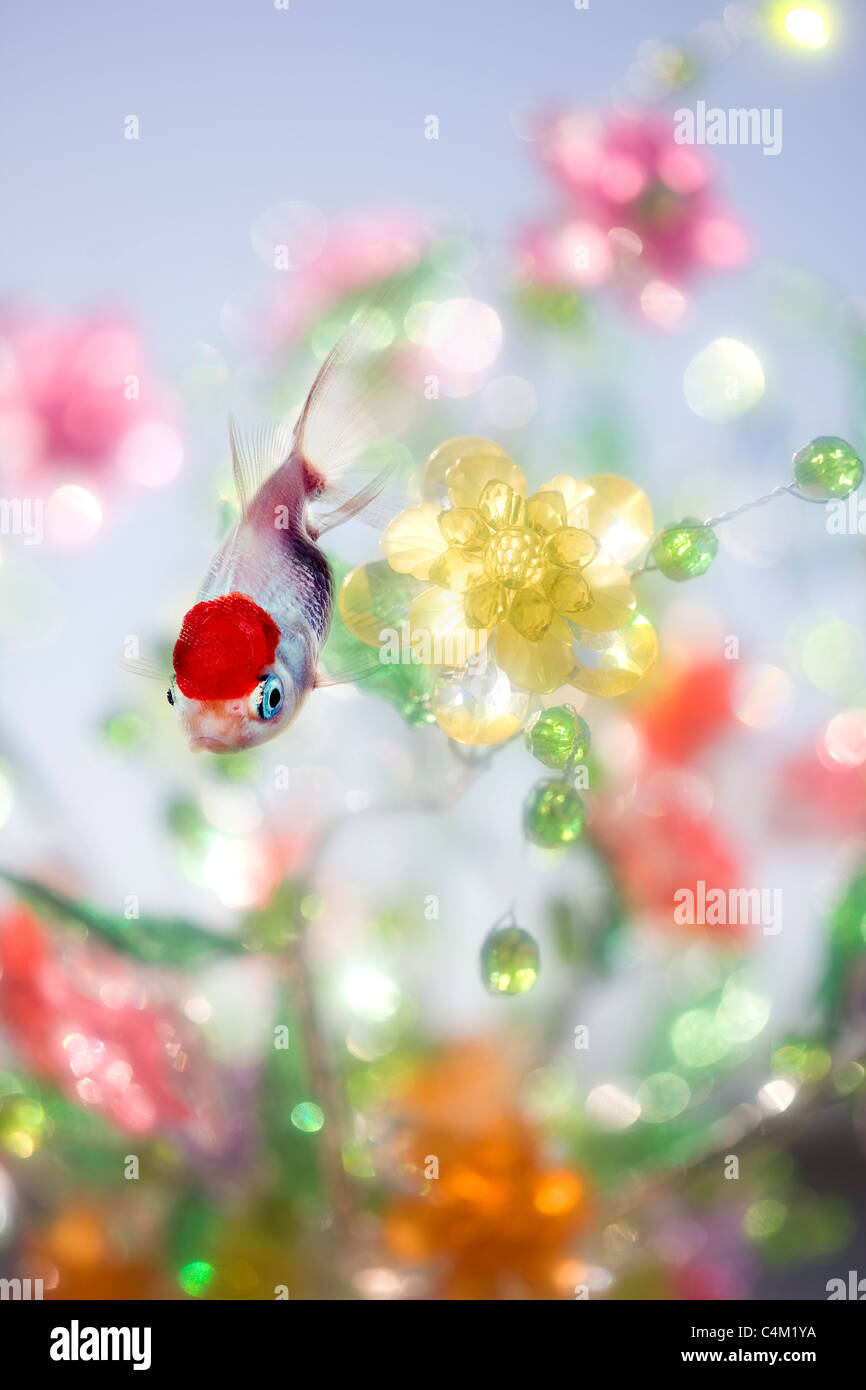 Fleurs en plastique chinois avec des poissons rouges Red Head Banque D'Images